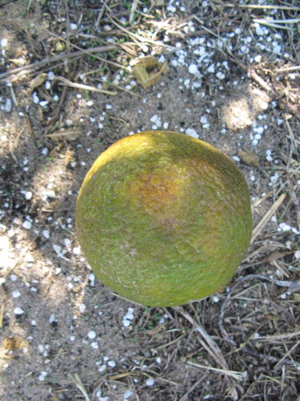              Fruit (Winter Haven, FL)       